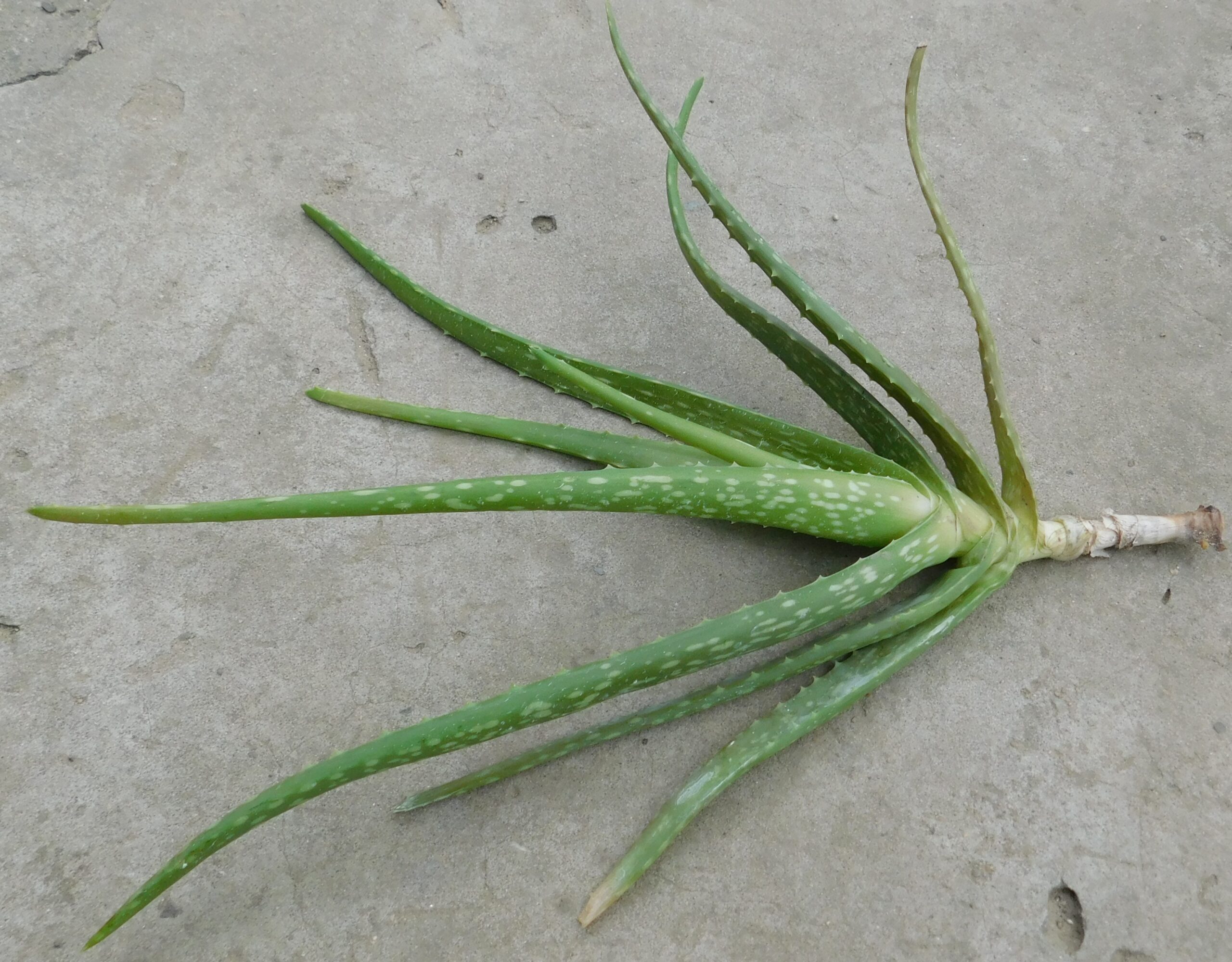 Aloe vera (A. barbadensis)