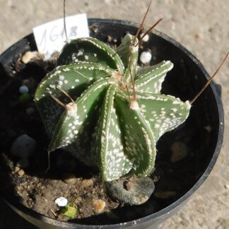 Astrophytum senile