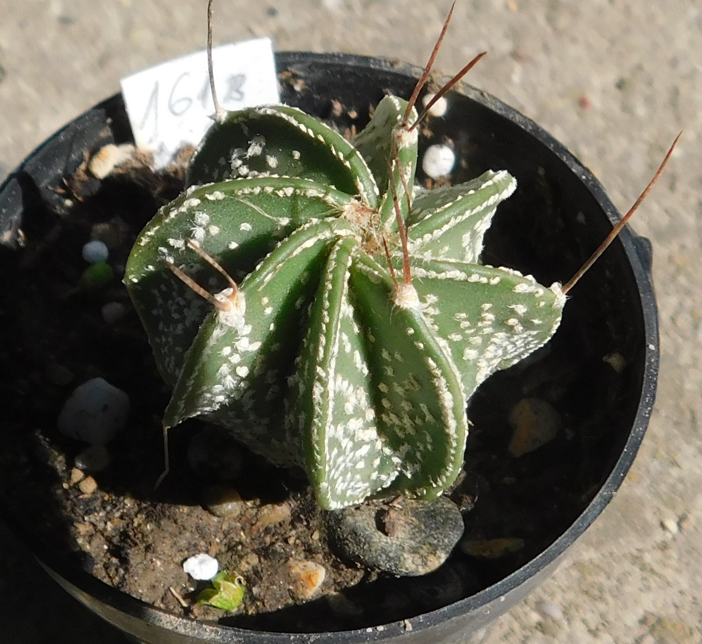 Astrophytum senile
