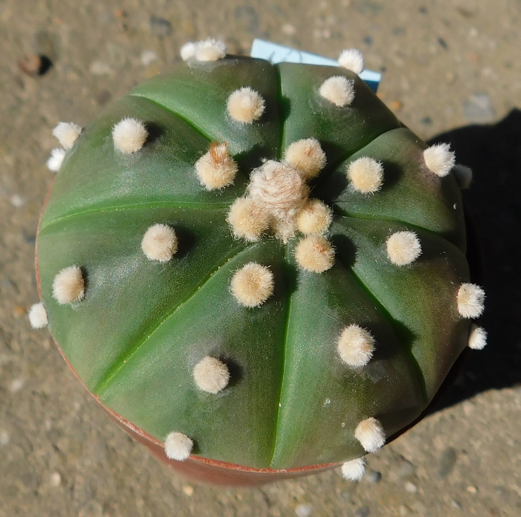 Astrophytum asterias f. nudal form, Japan