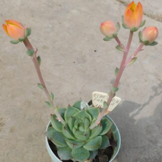 Echeveria fabiola