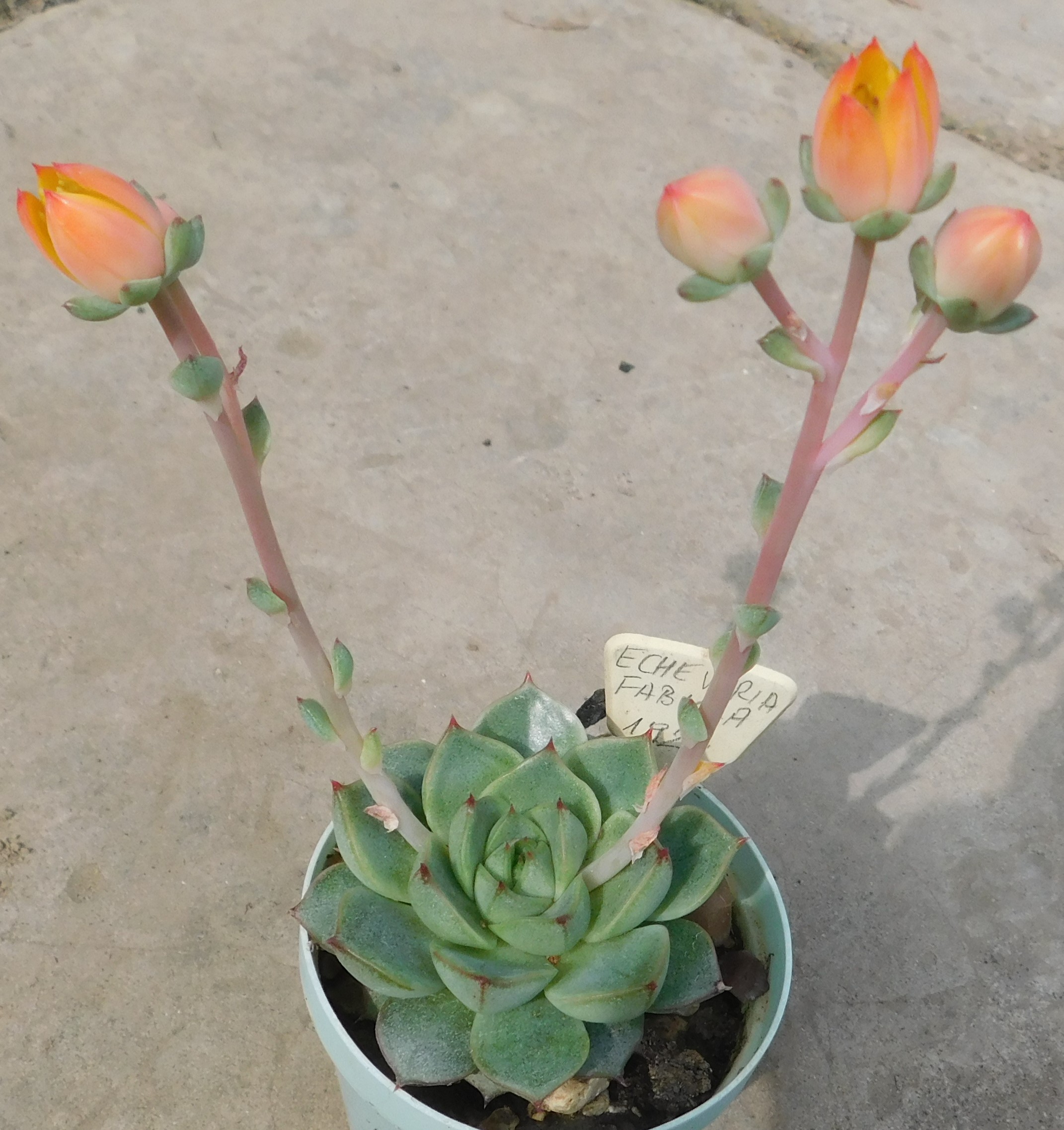 Echeveria fabiola
