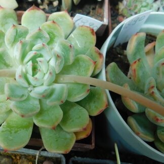 Echeveria pulidonis