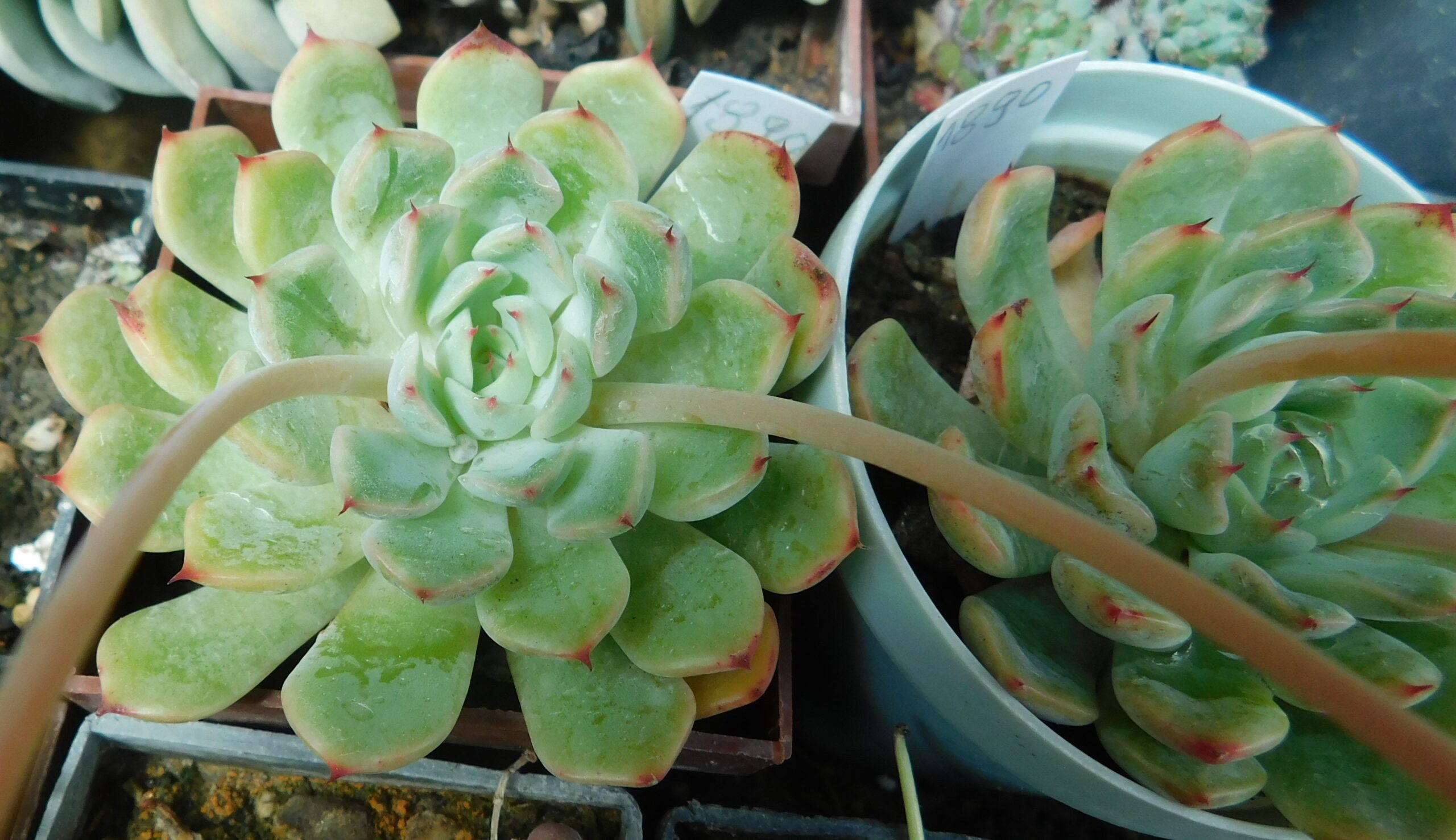 Echeveria pulidonis