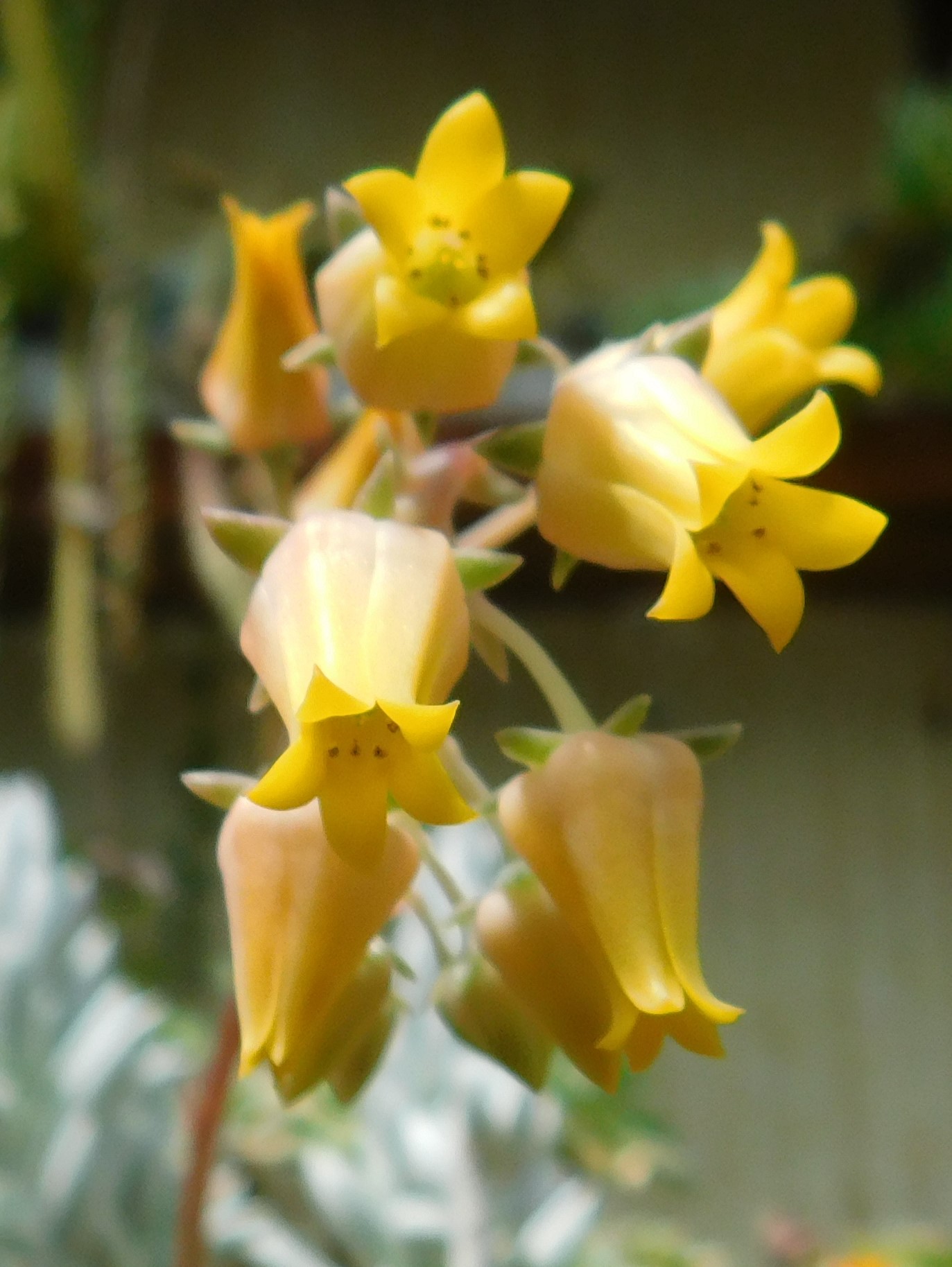 Echeveria pulidonis - Slika 2