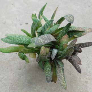 Gasteria sp.