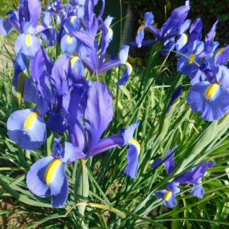 Iris holandica
