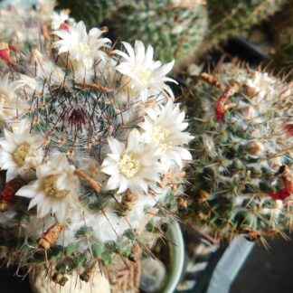 Mammillaria chinocephala RS 362, Artega, Coah., Meksiko
