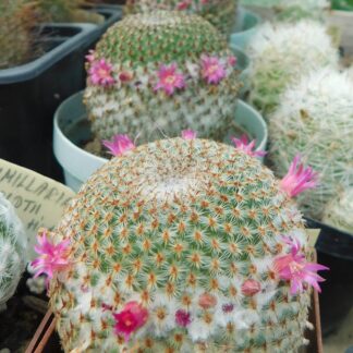 Mammillaria crucigera RS 889, Colipan, Pue., Mex.