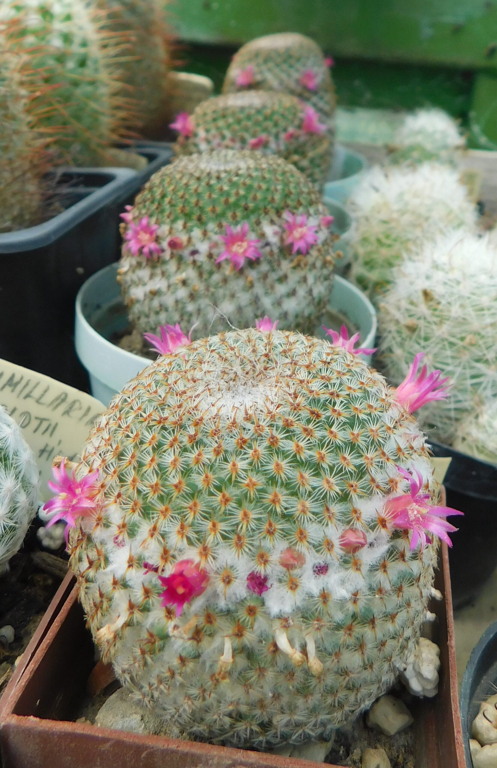 Mammillaria crucigera RS 889, Colipan, Pue., Mex.