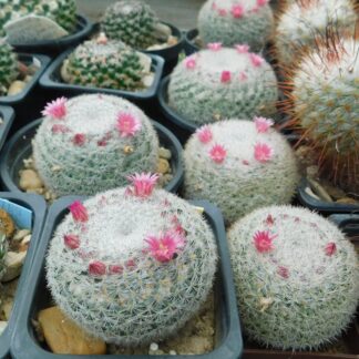 Mammillaria klissingiana RS 231, Jaumave, Tamaulipas, Mex.
