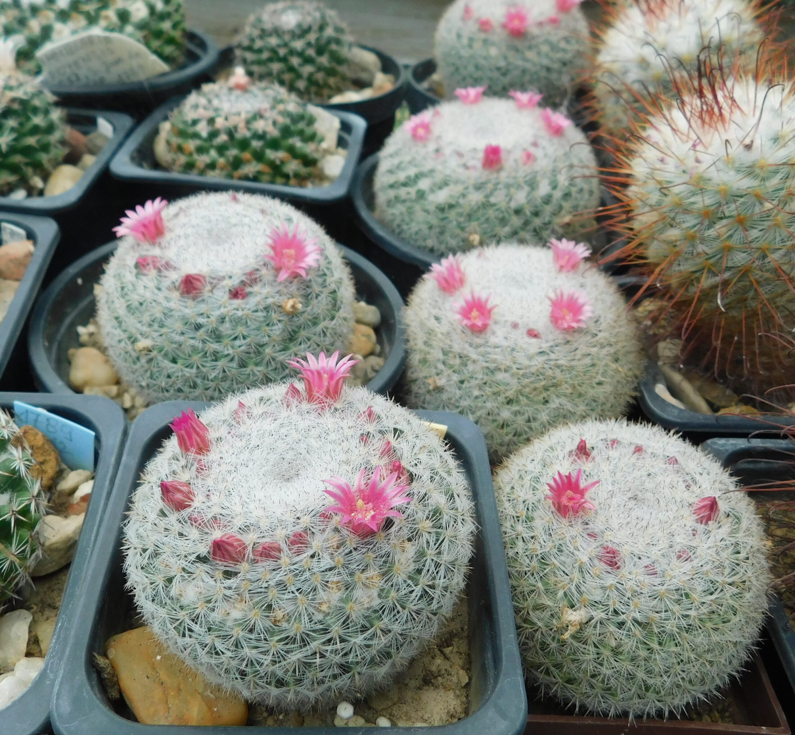 Mammillaria klissingiana RS 231, Jaumave, Tamaulipas, Mex.