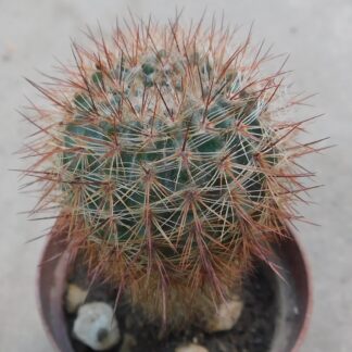Notocactus floricomus  v. rubrispinus