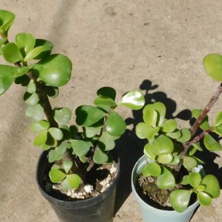 Portulacaria afra