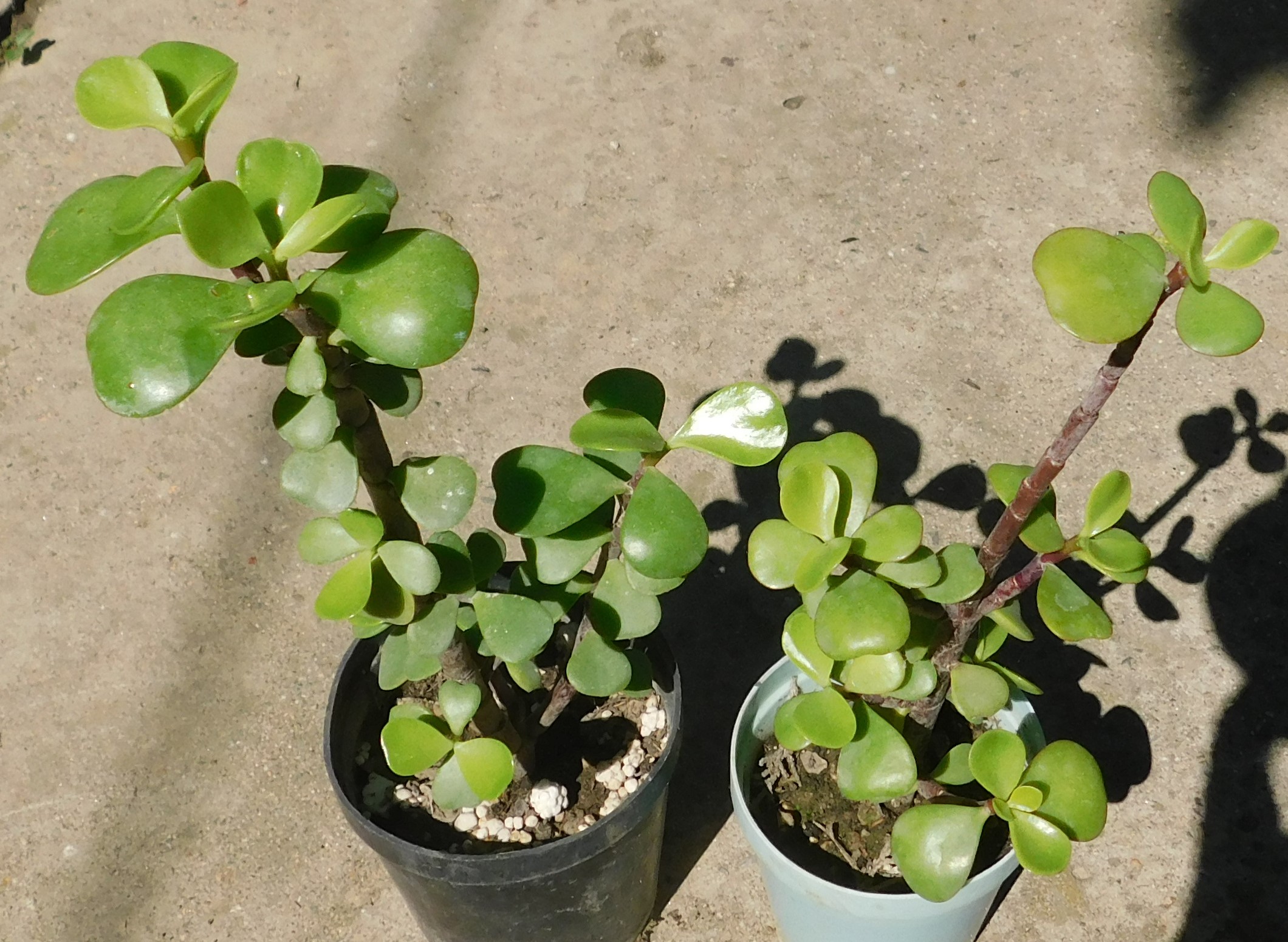 Portulacaria afra