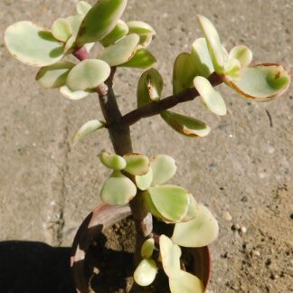 Portulacaria afra f. variegata