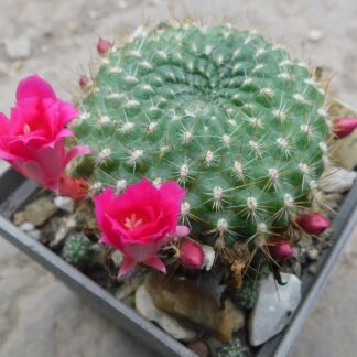 Rebutia violaciflora v. knuthiana