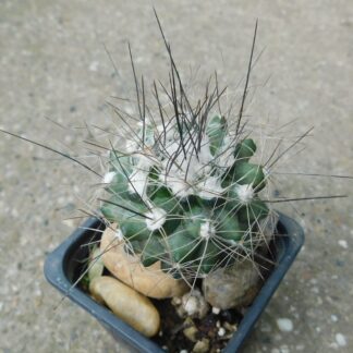 Copiapoa humilis