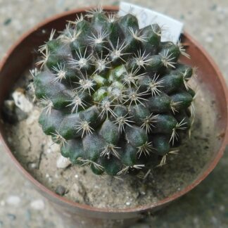 Copiapoa longispina