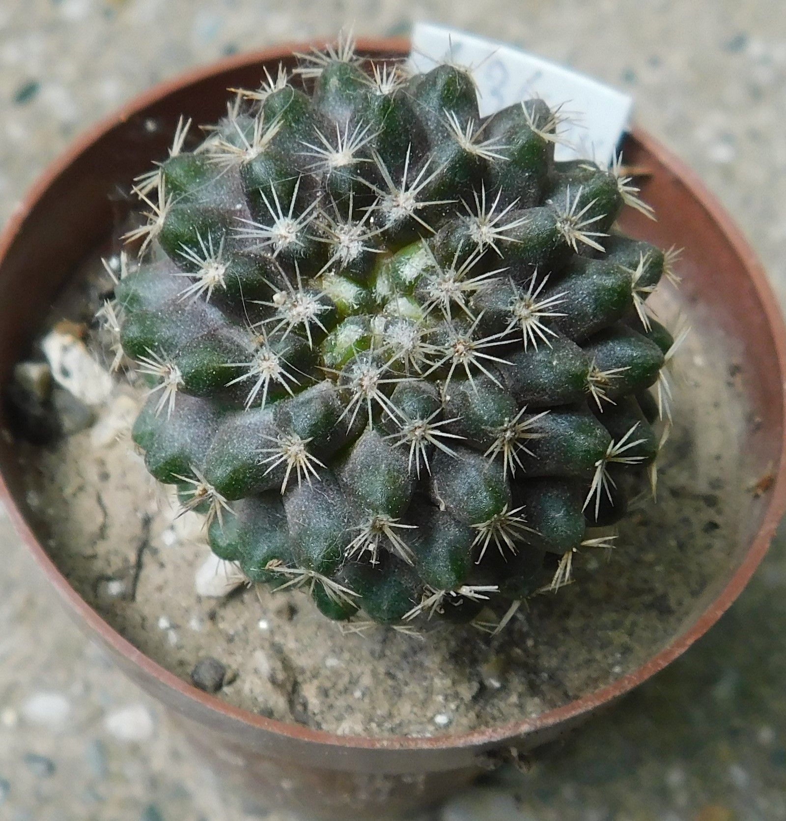 Copiapoa longispina