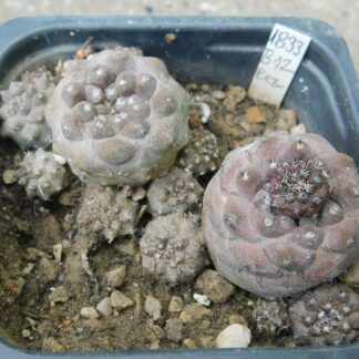 Copiapoa longispina v. barquitensis RS 1403, Portofino-40 Minas, Chile