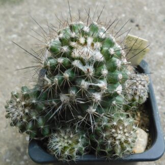 Copiapoa marginata KK 90, Morro Copiapo, Chile