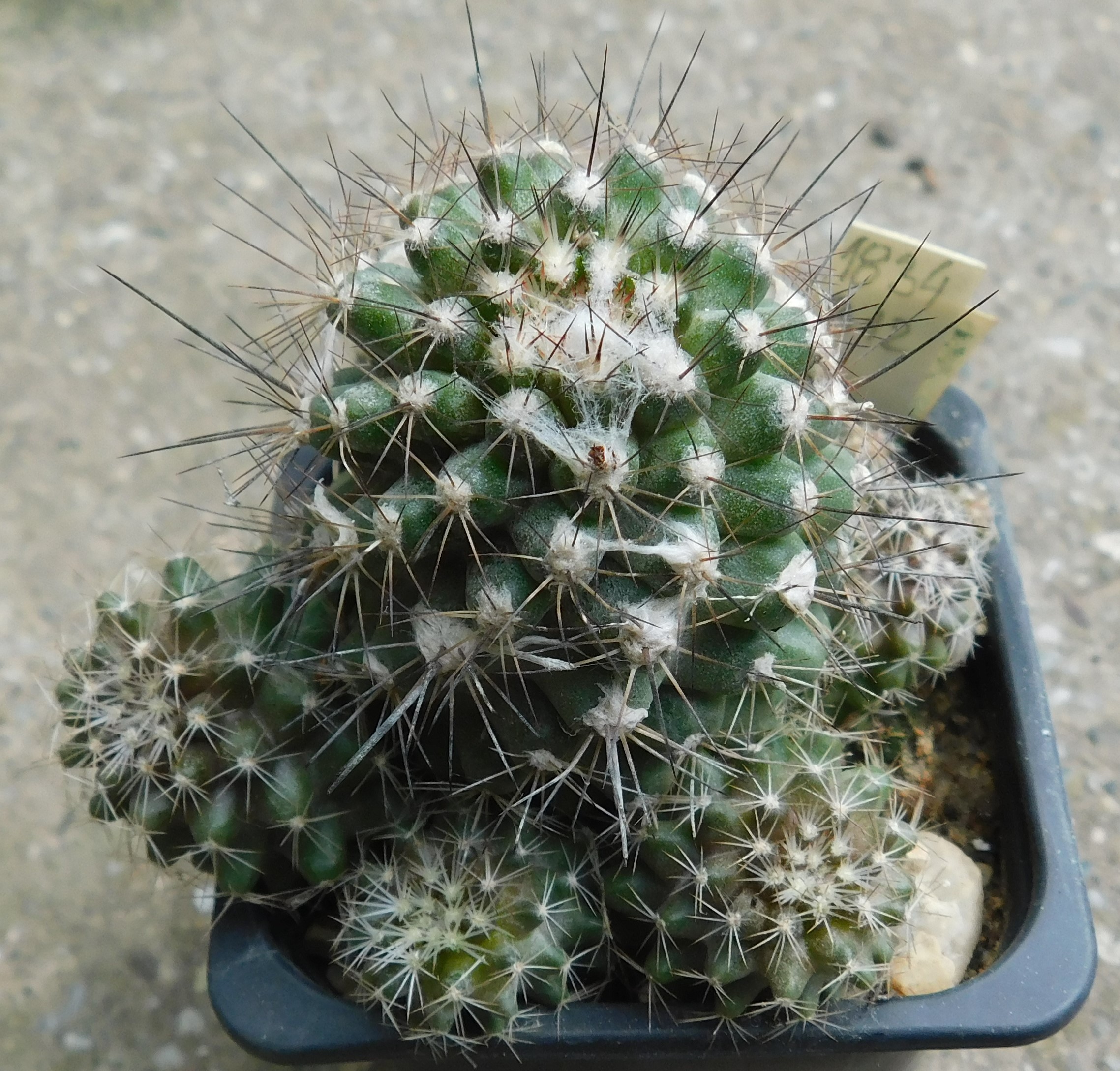 Copiapoa marginata KK 90, Morro Copiapo, Chile