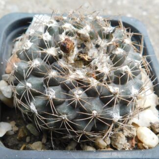 Copiapoa tenuissima