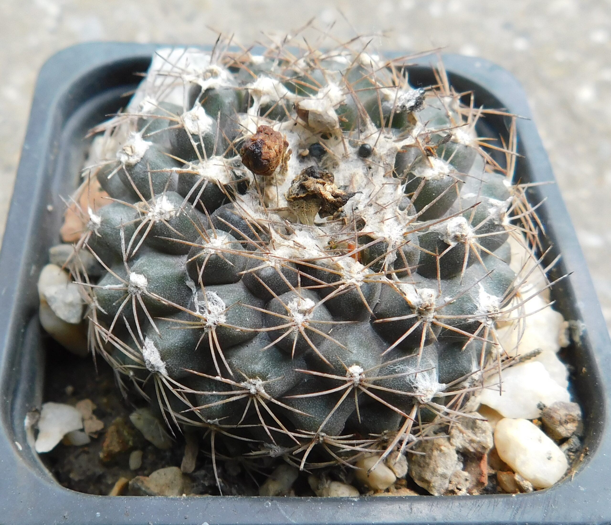 Copiapoa tenuissima