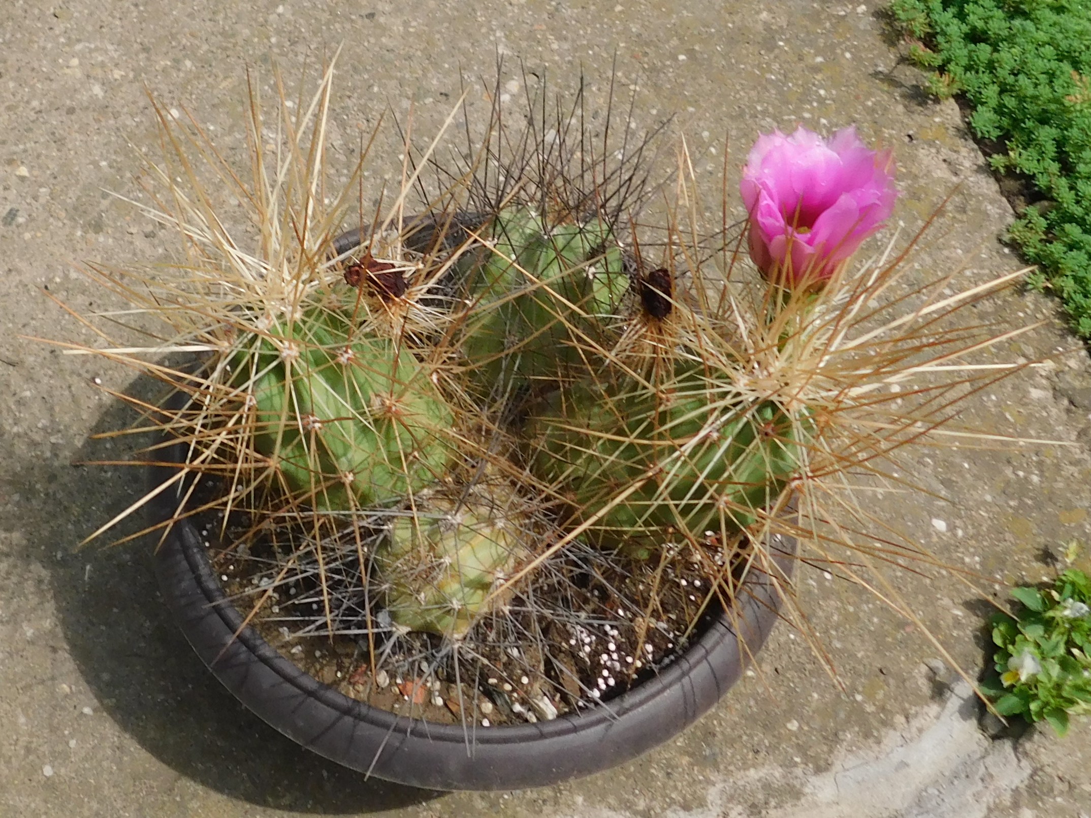 Echinocereus enneacanthus PP 9, Siera de la Paila, Coah., Mex.