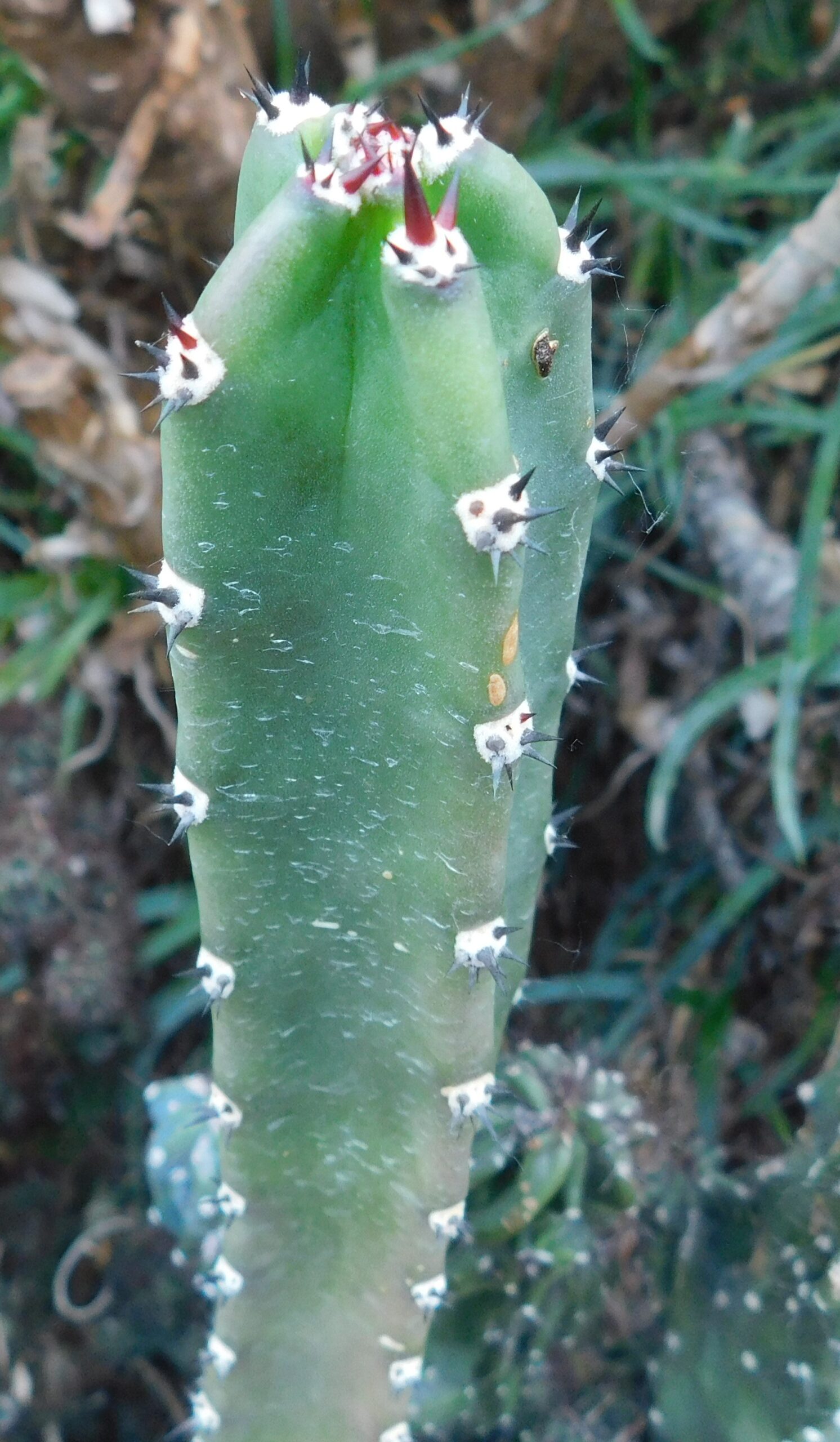 Eriocereus (Harrisia) jusbertii