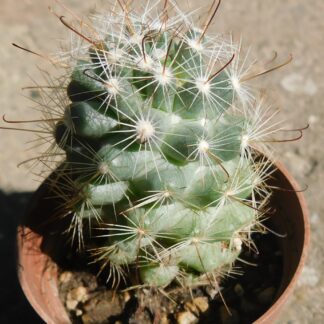 Mammillaria (Bartschella) schumannii