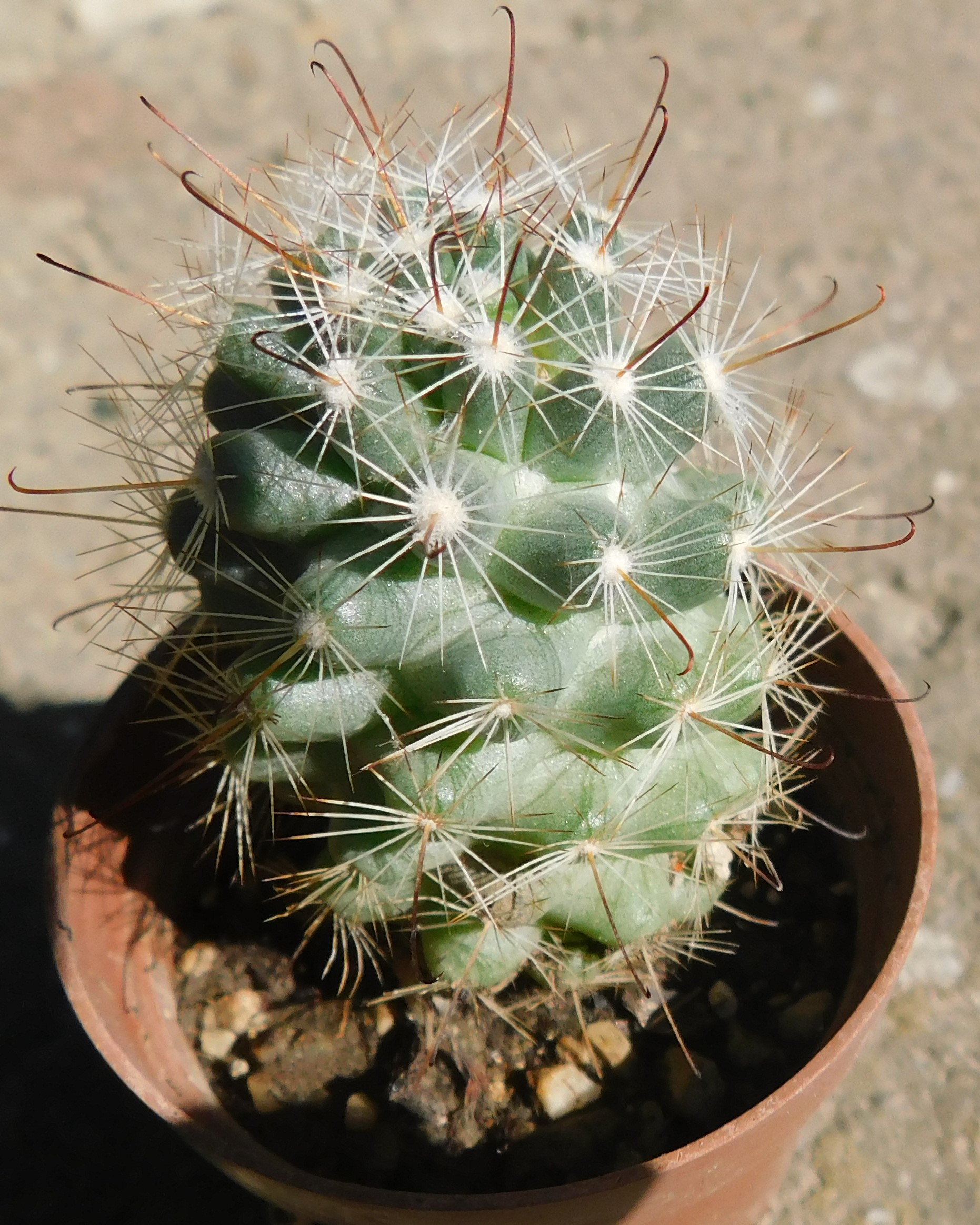 Mammillaria (Bartschella) schumannii