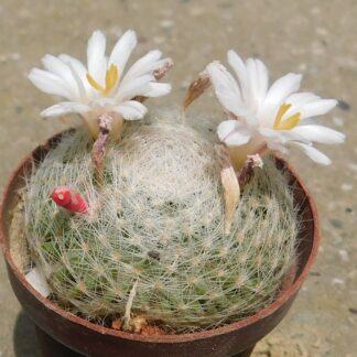 Mammillaria lenta RS 421, Cuatro Cienegas, Coah., Mex.