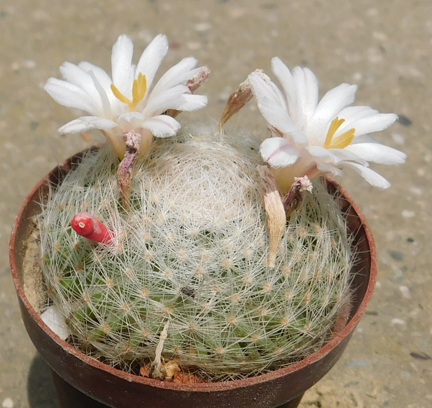 Mammillaria lenta RS 421, Cuatro Cienegas, Coah., Mex.