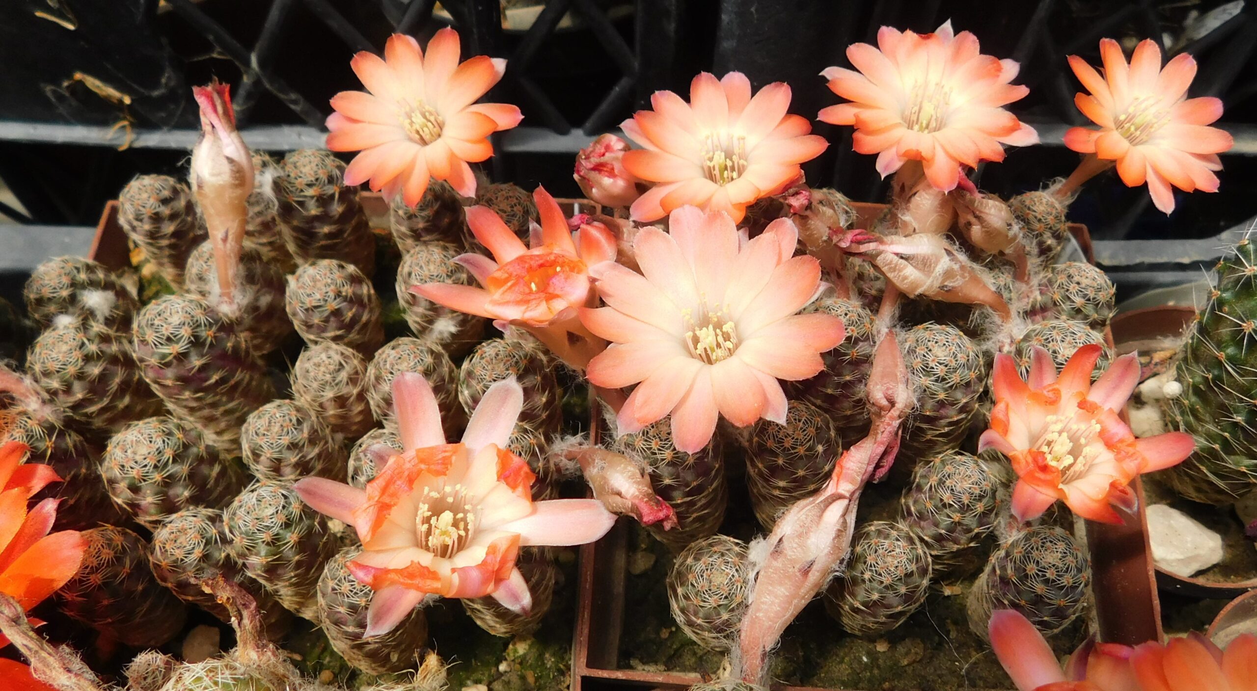 Mediolobivia haagei