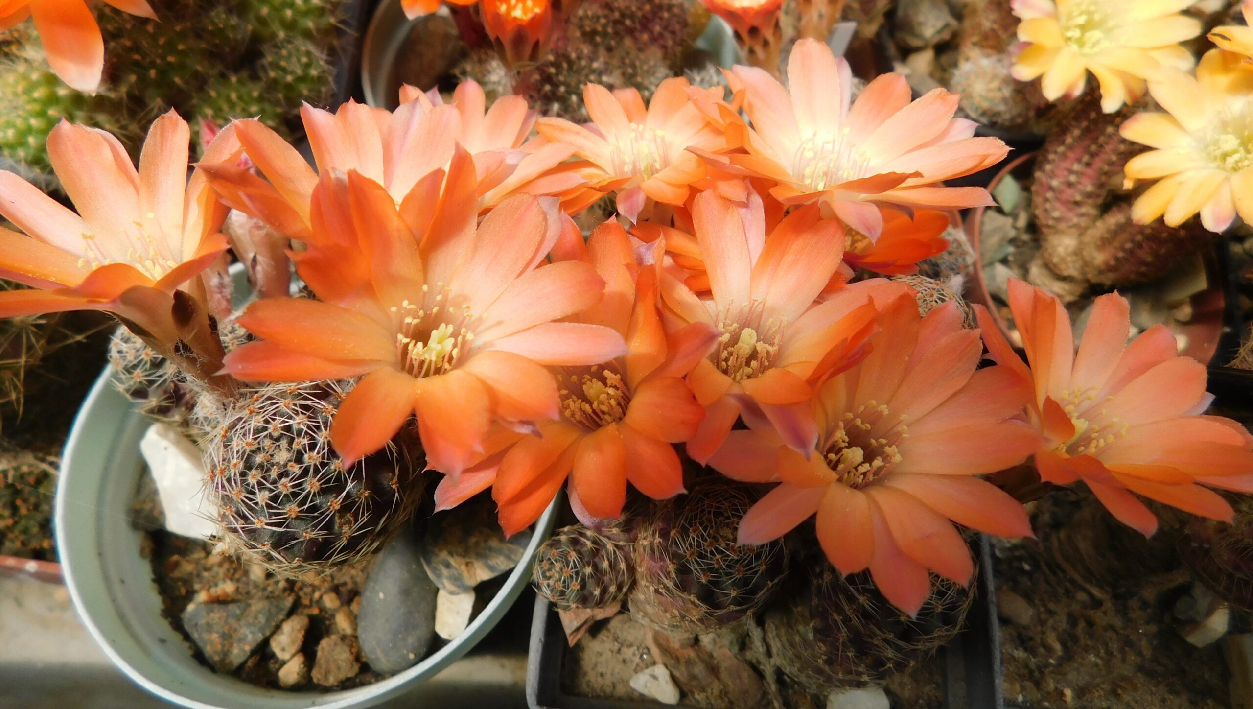 Mediolobivia orurensis SE 134, Oruro, Bolivija