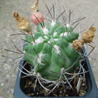 Neoporteria paucicostata