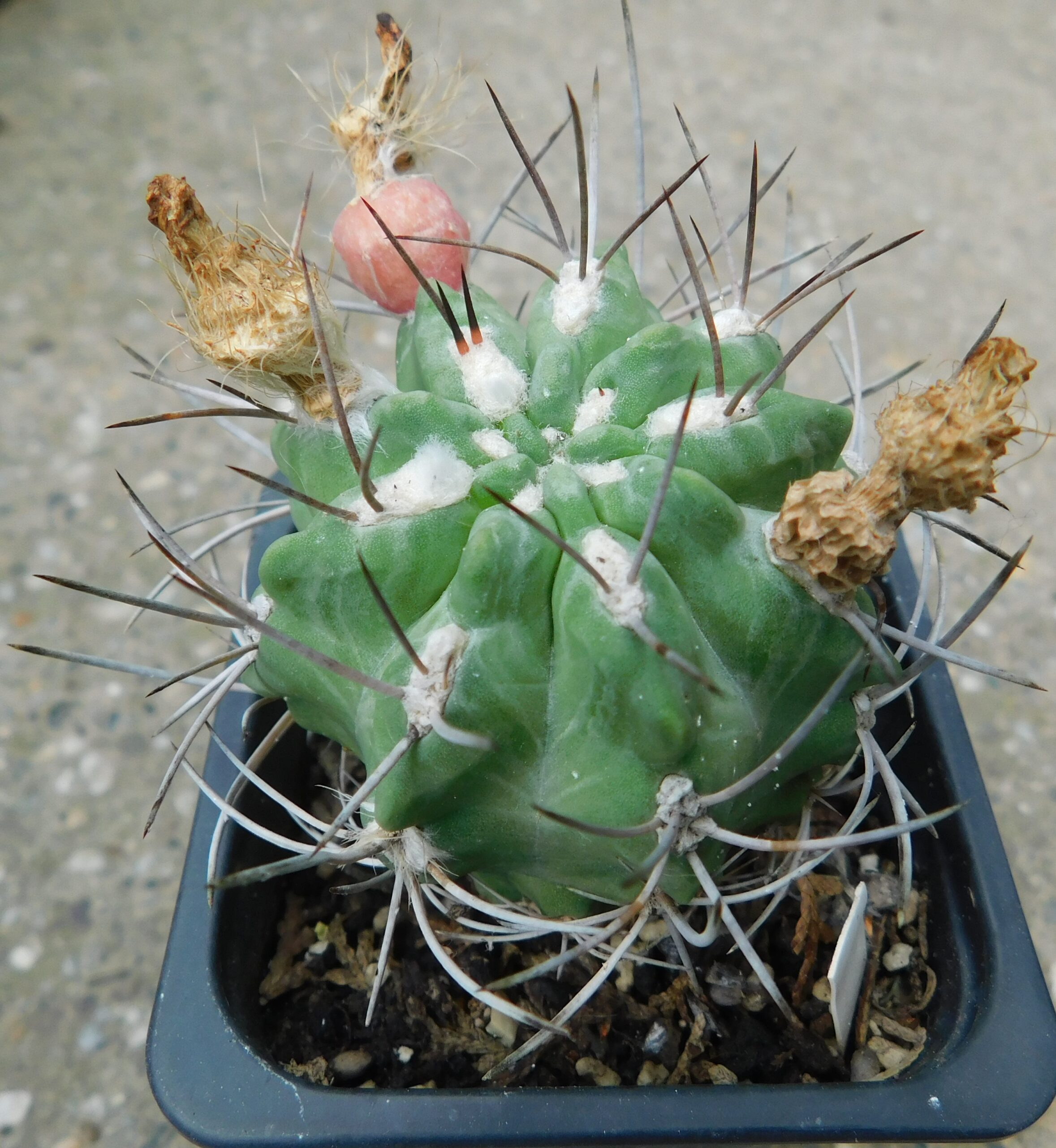 Neoporteria paucicostata