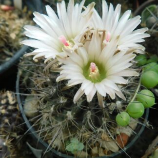Pyrrhocactus calderana (E. taltalensis)