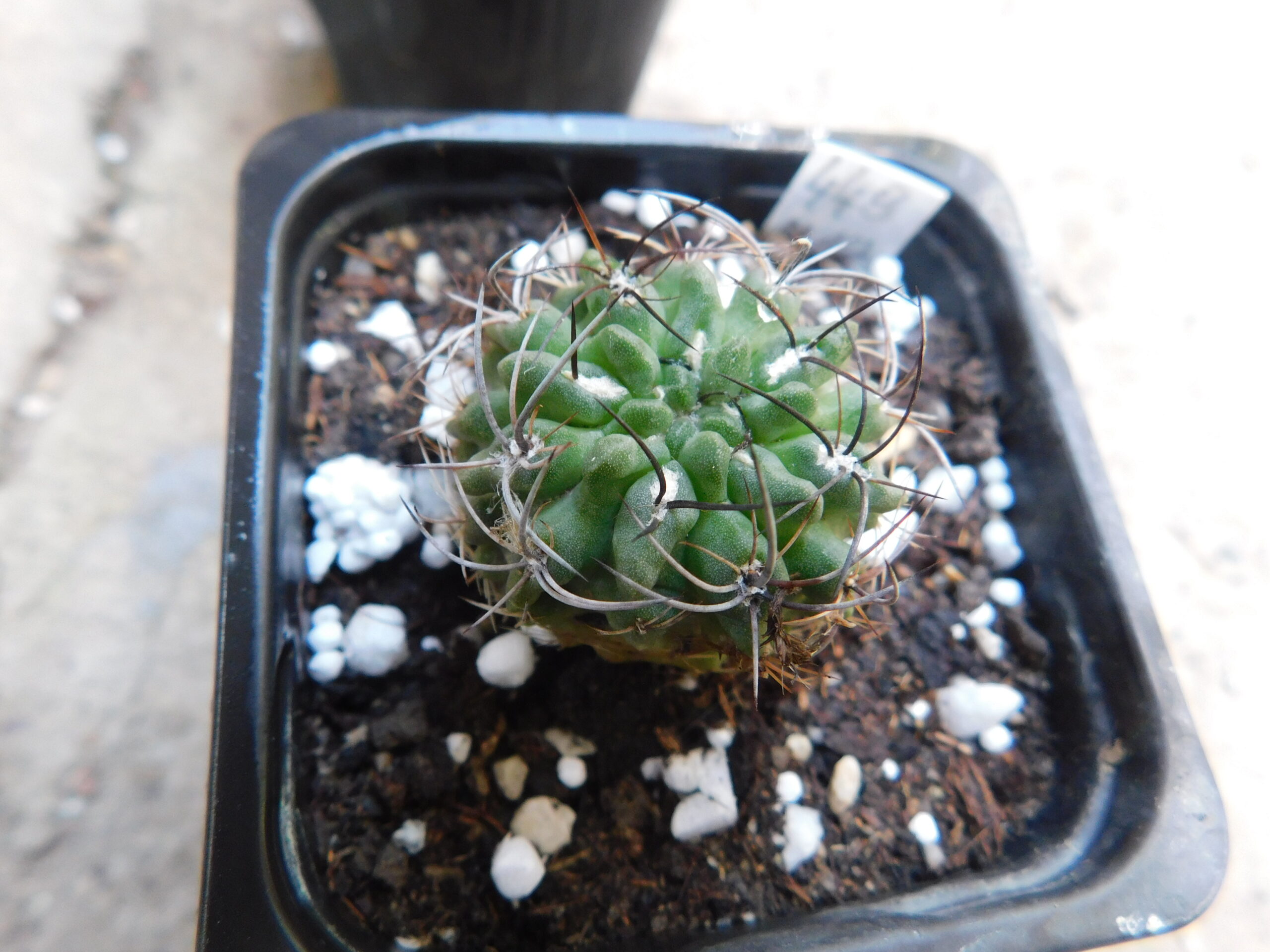 Pyrrhocactus calderana (E. taltalensis) - Slika 2