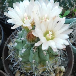 Pyrrhocactus chilensis v. albidiflorus