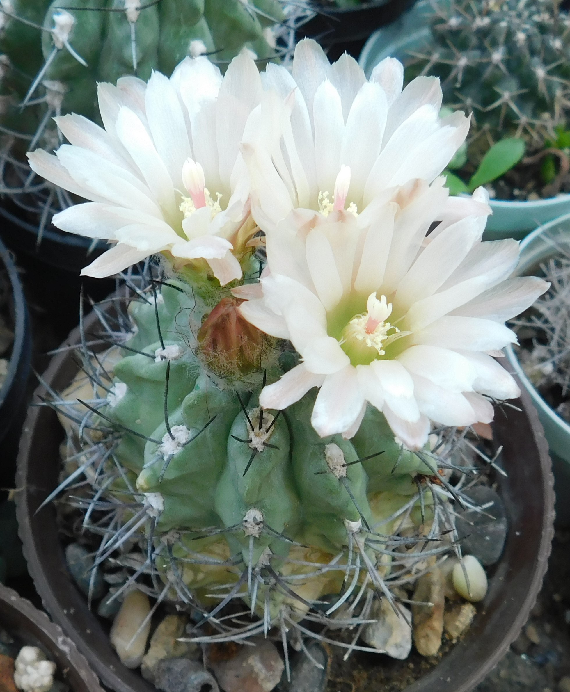 Pyrrhocactus chilensis v. albidiflorus