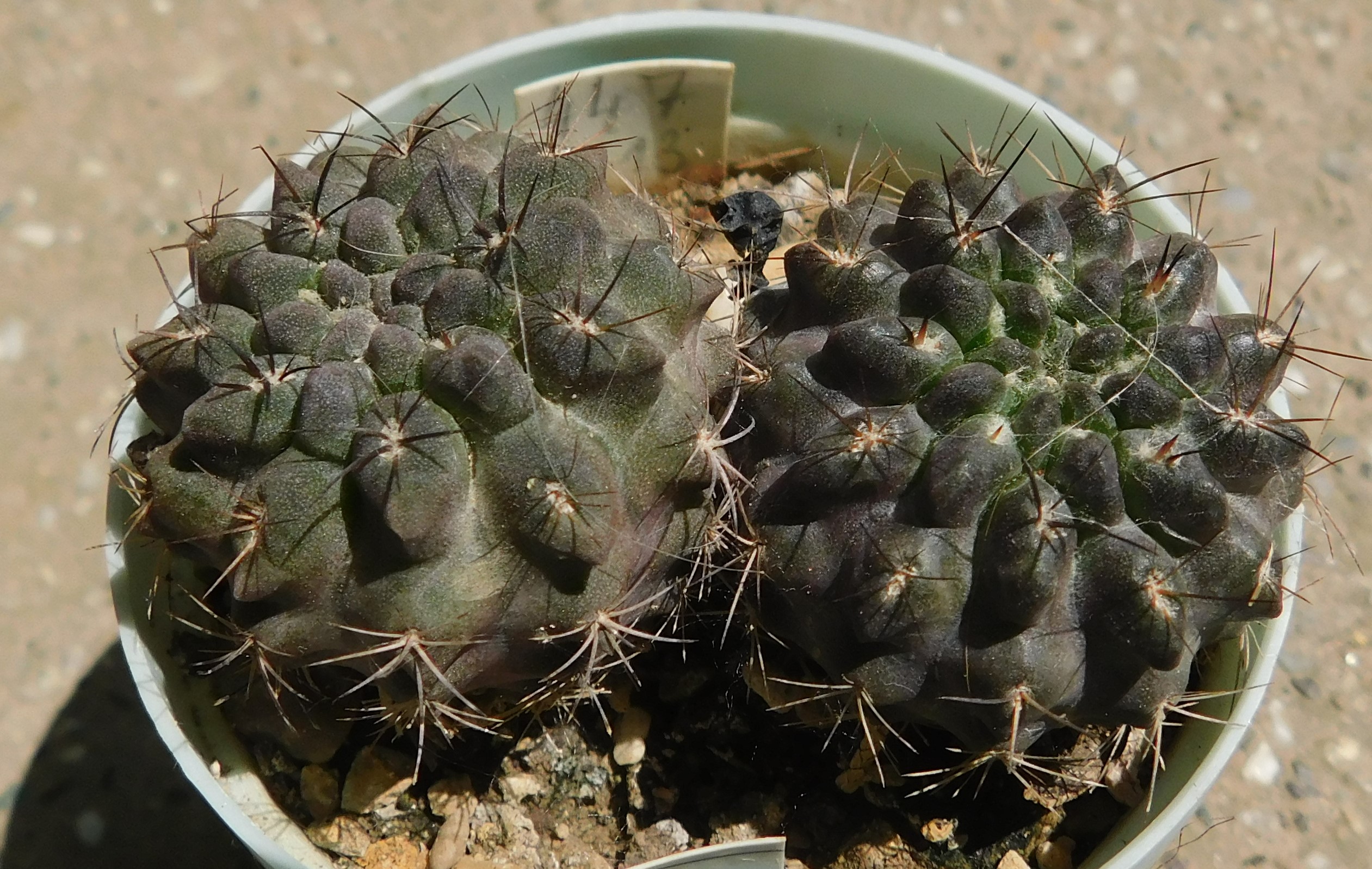 Pyrrhocactus chilensis v. albidiflorus - Slika 2