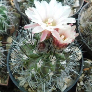 Pyrrhocactus floccosus