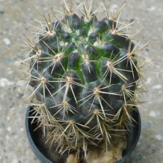 Pyrrhocactus horridus