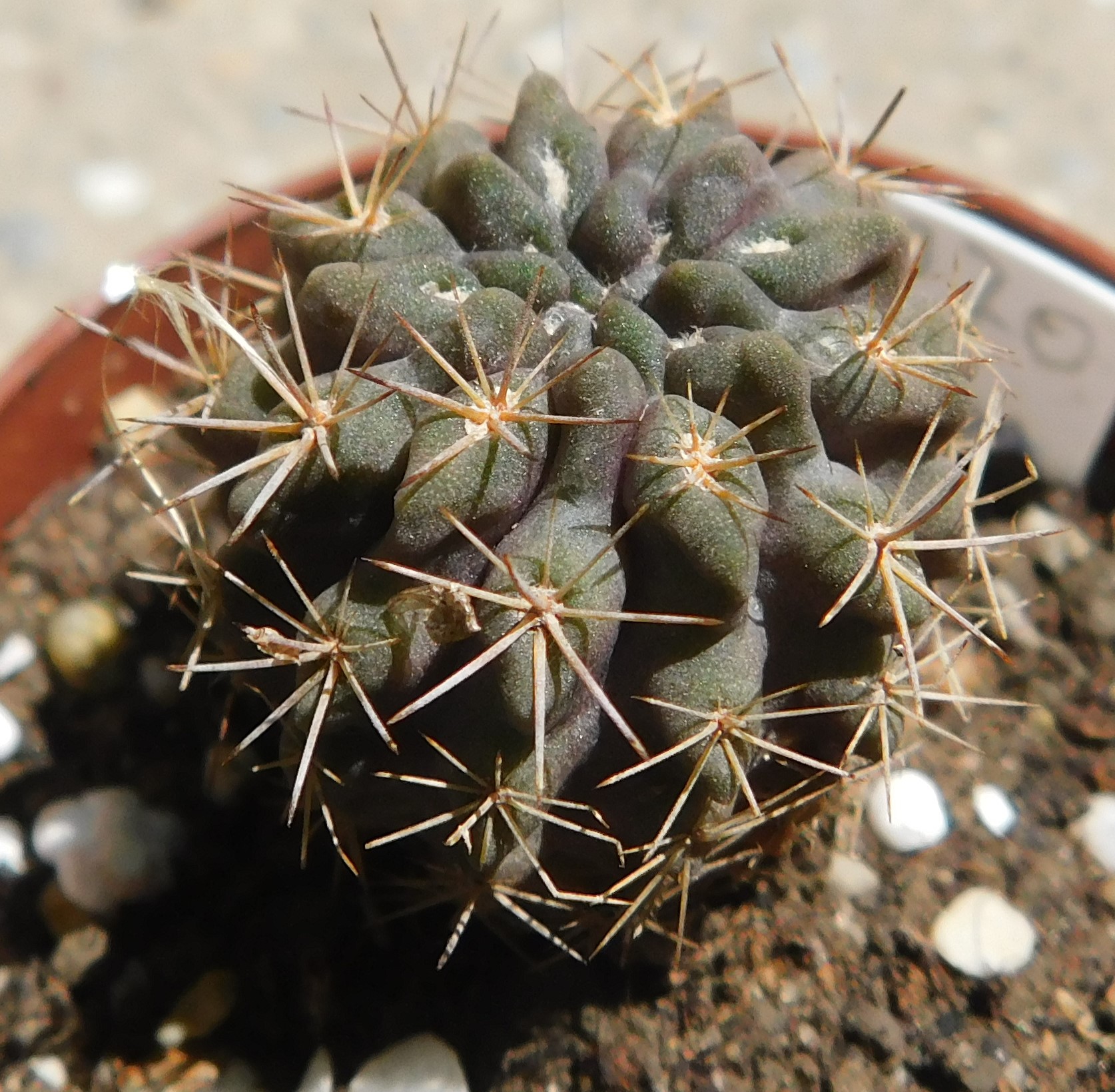 Pyrrhocactus neohankeanus v. flaviflorus - Slika 2