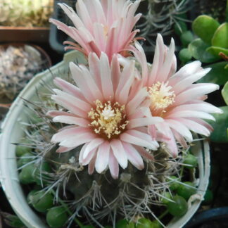 Pyrrhocactus neohankeanus v. flaviflorus