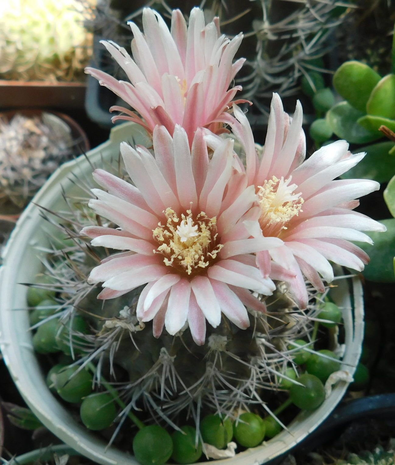 Pyrrhocactus neohankeanus v. flaviflorus