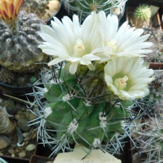 Pyrrhocactus paucicostatus